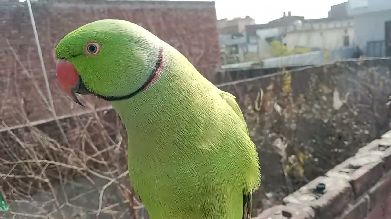 Apne parrot ko train kare  🦜🦜🦜🦜🦜