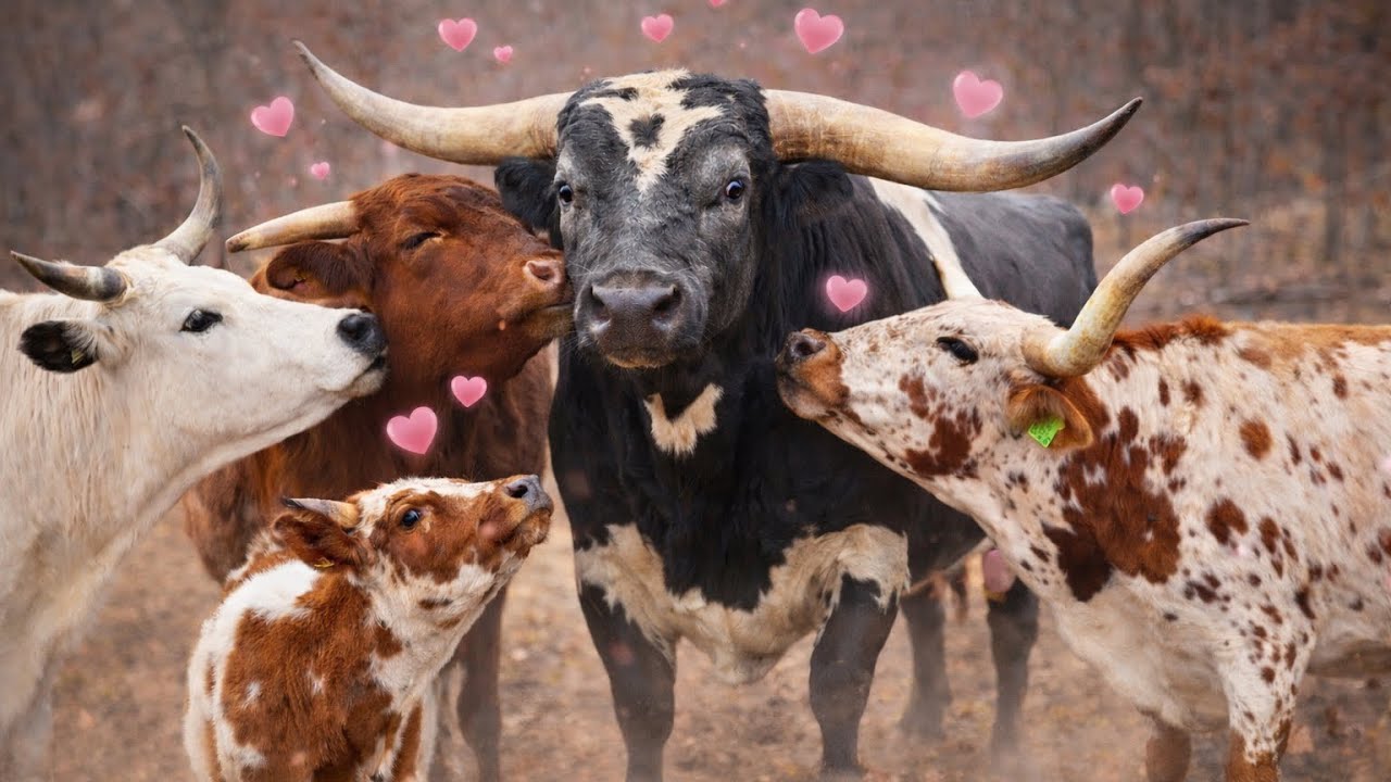Our New Bull Is Home! 