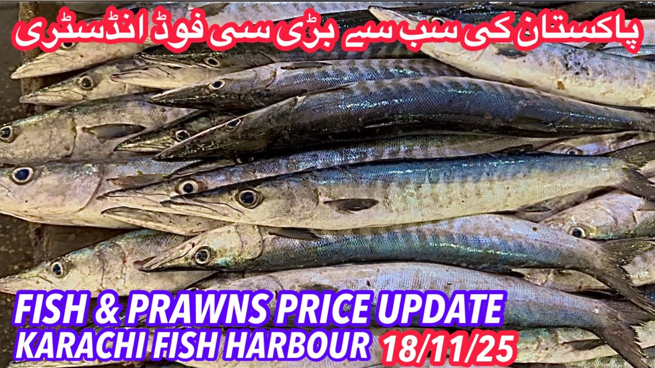 FISH & PRAWNS PRICE UPDATE KARACHI FISH HARBOUR