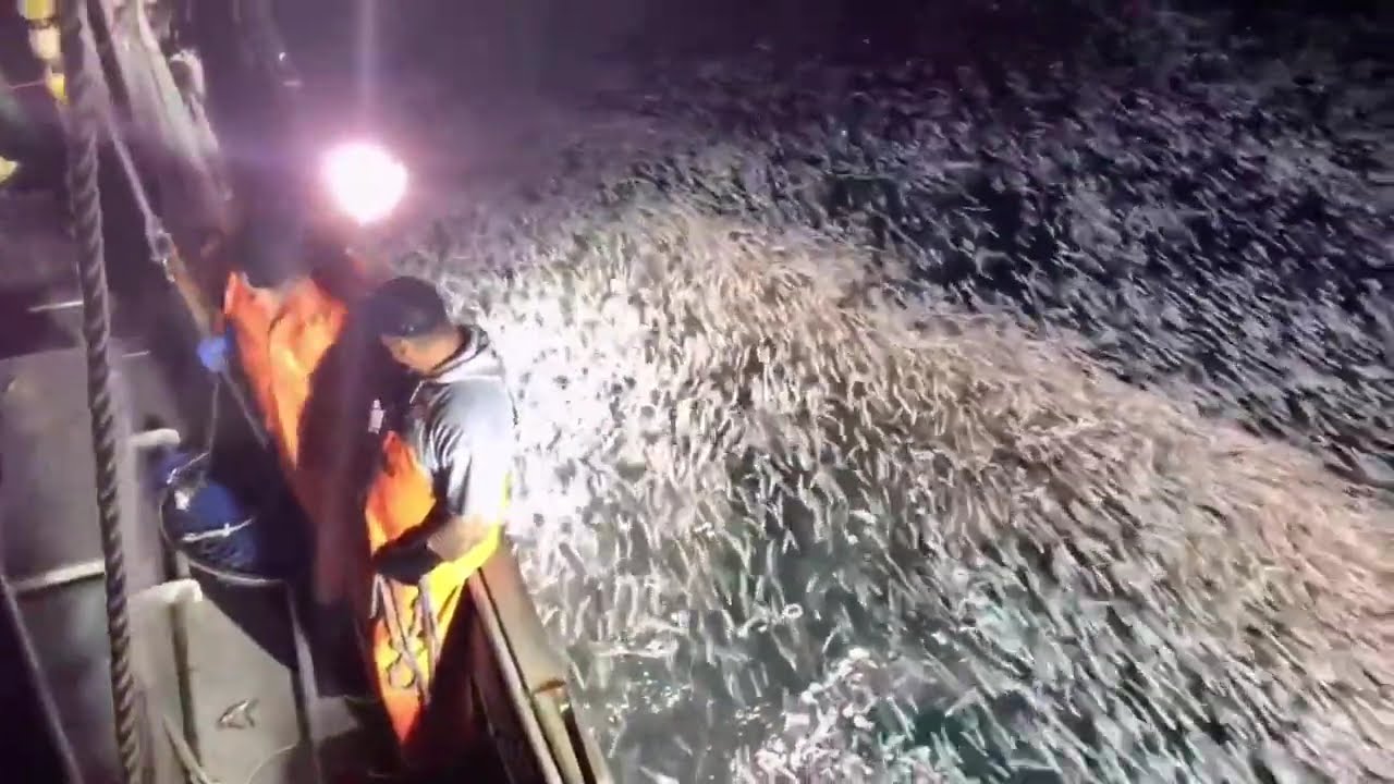灯光诱捕鱿鱼🦑。#讨海人 #天然海鲜 #远洋捕捞 #渔船的生活