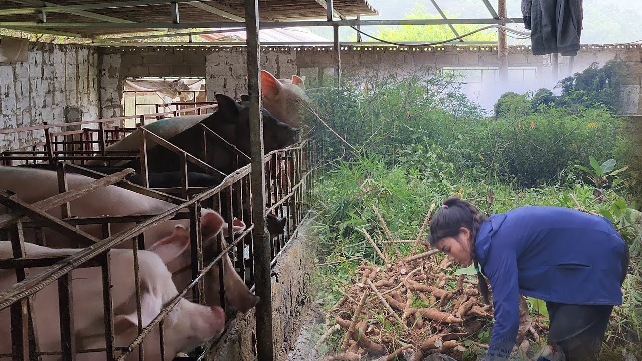 Cassava is Food  for my whole herd of sow  /@ThoaRurallife  #92 