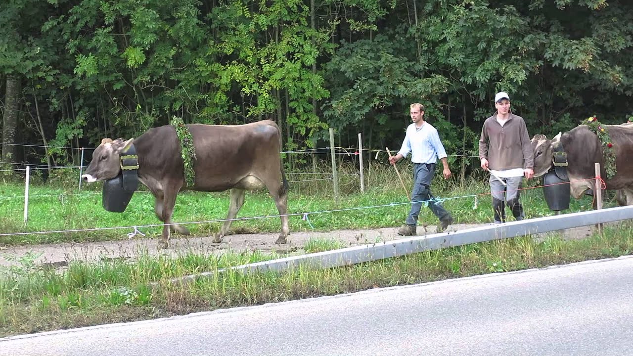 Schweizer K&uuml;he ziehen zur Schau, Betrieb Ab&auml;cherli