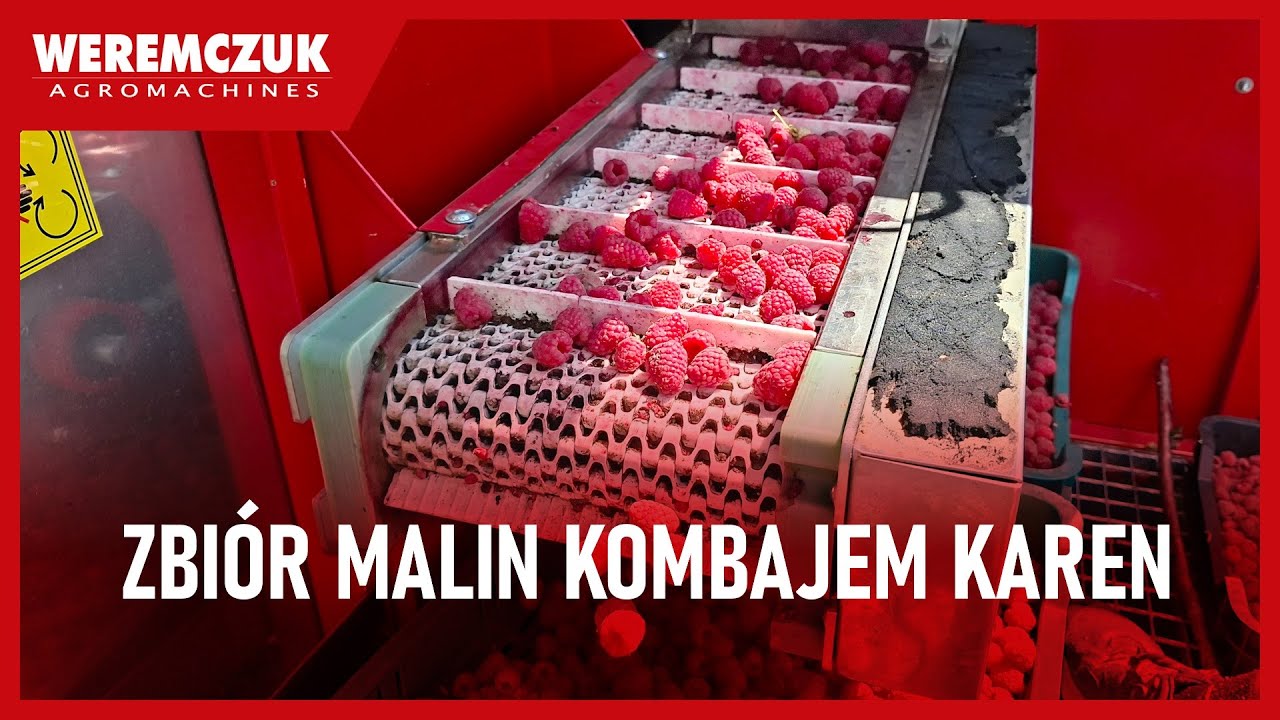 Механизированная уборка малины комбайном - сезон 2025 г.