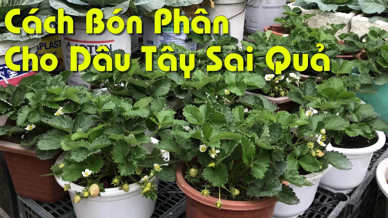 Cách Bón Phân Cho Dâu Tây Sai Quả Khi Trồng Tại Nhà