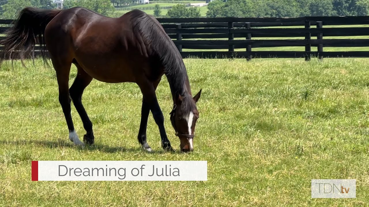 Stonestreet's Broodmare of the Year Dreaming of Julia and her growing dynasty