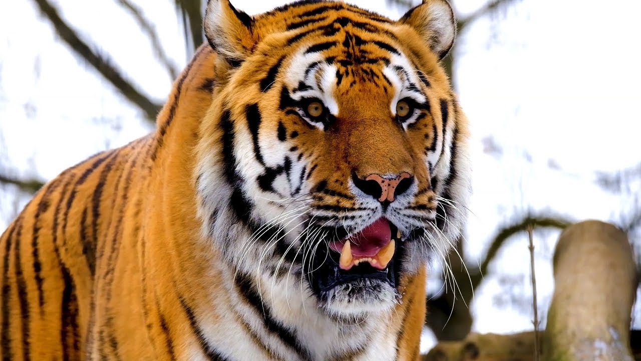 Tigers growling and roaring 😾 8 hours of tiger sound effects
