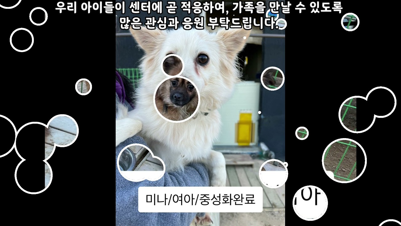 위기의 벽강보호소...11마리 아이들 긴급구조