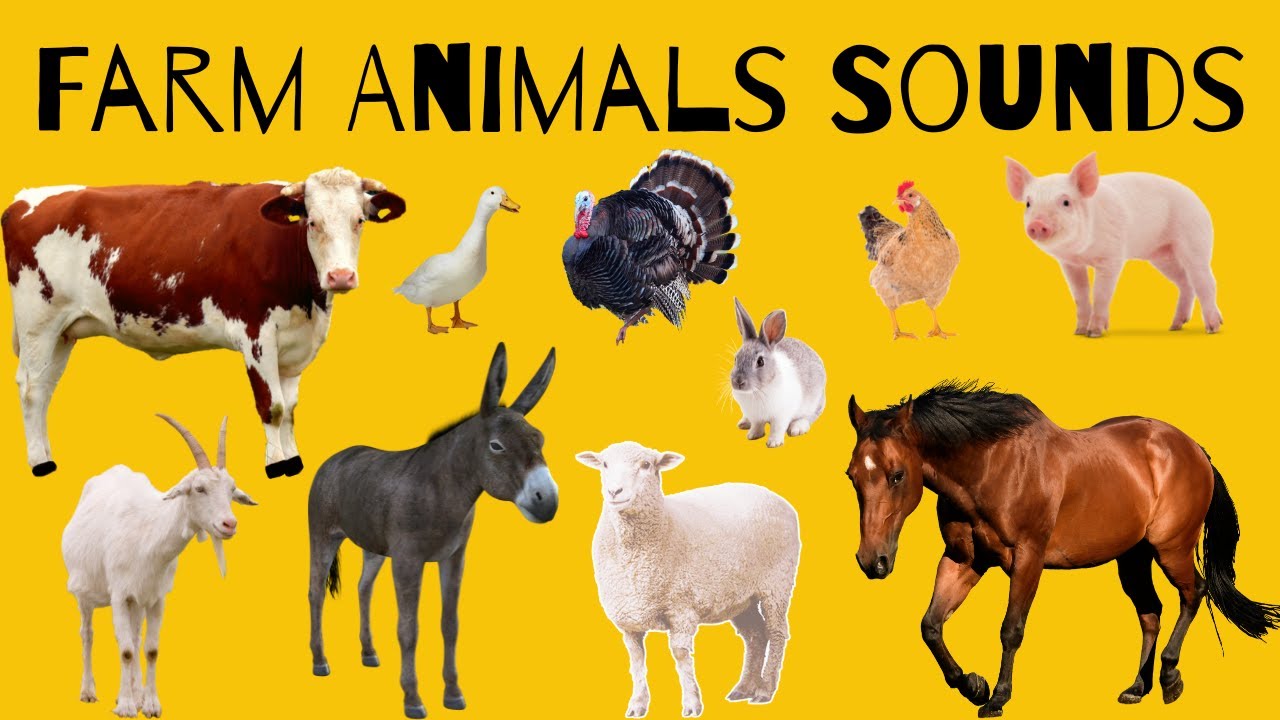 Farm Animal Sounds