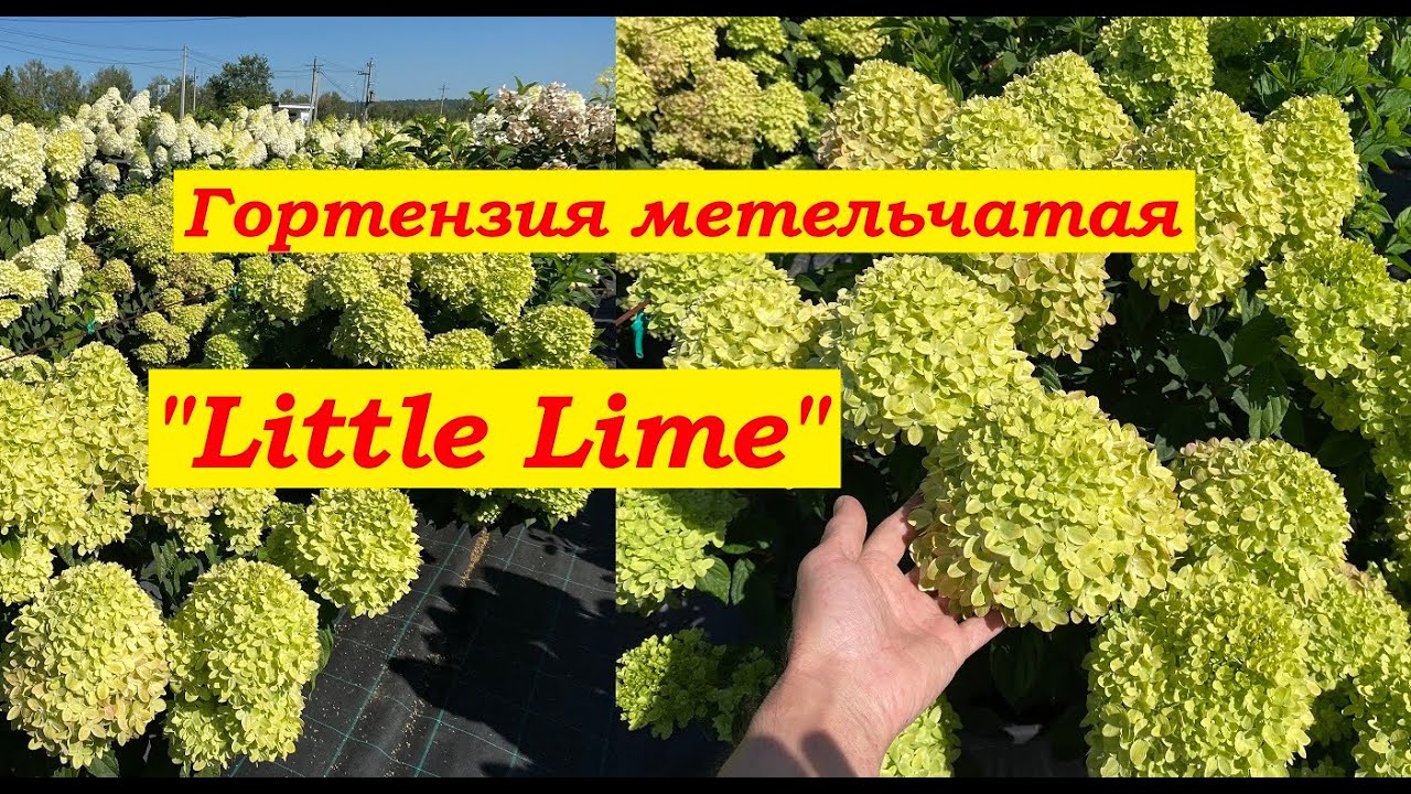 Гортензия метельчатая Литтл Лайм Hydrangea paniculata Little Lime