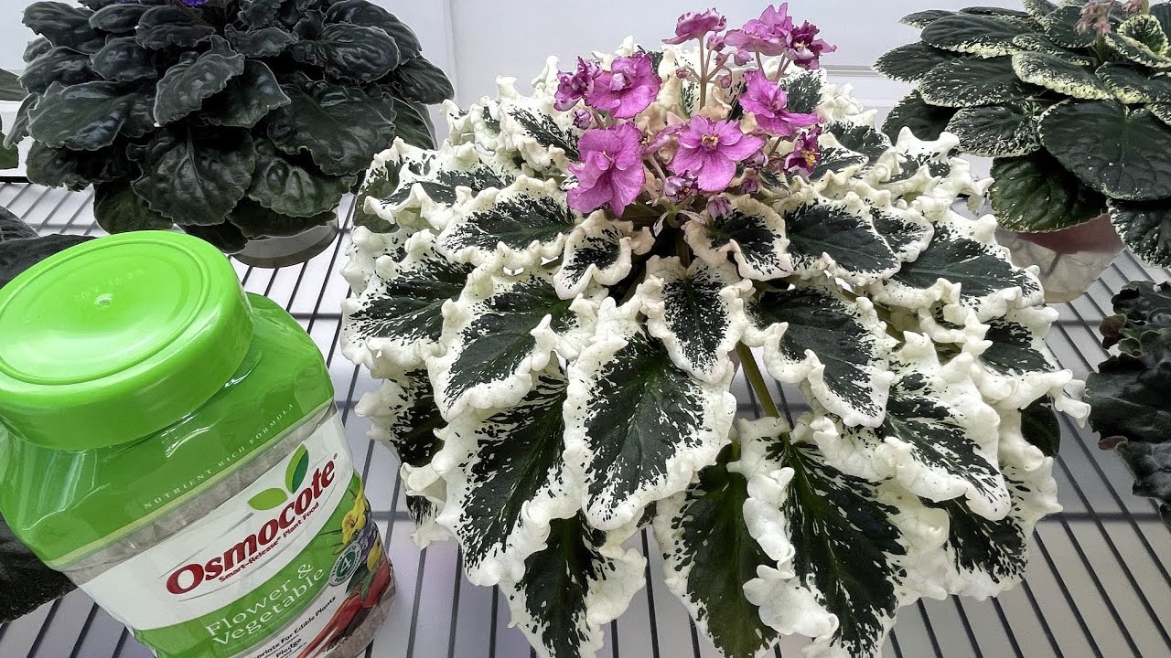 African Violet Potting Mix – 2025 Recipe – 12-month Trial Results