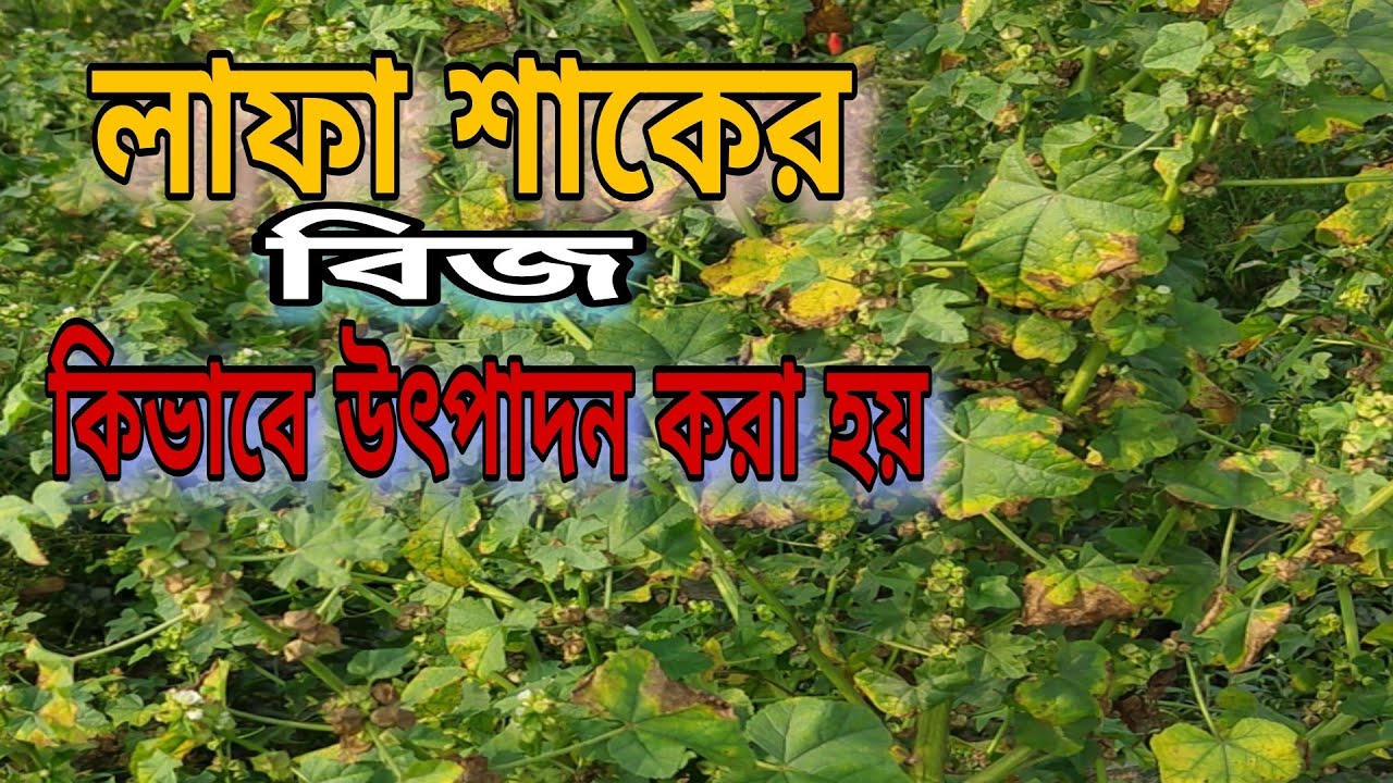 লাফা শাকের বিচি উৎপাদন পদ্ধতি | ঘরে বসেই মানসম্মত বীজ তৈরি করুন#farming #cultivation #agriculture 
