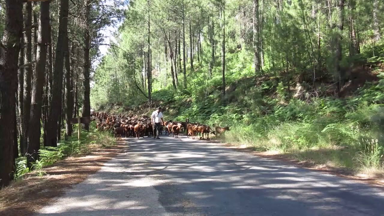 JOYANCO- Guisando cabras Guisanderas