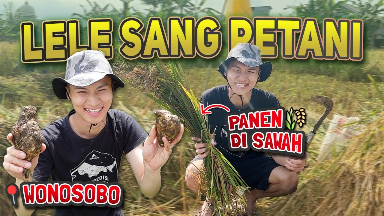 KKN DI DESA PETANI!! PERTAMA KALI COBA PANEN PADI, MACUL DI KEBUN, KASIH MAKAN IKAN & TERNAK!!