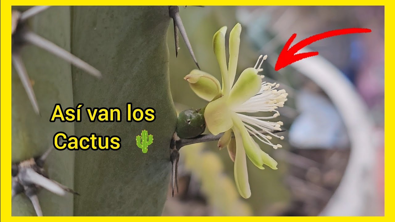 Así van los Cactus 🌵🌵🌵 #remodelacion 