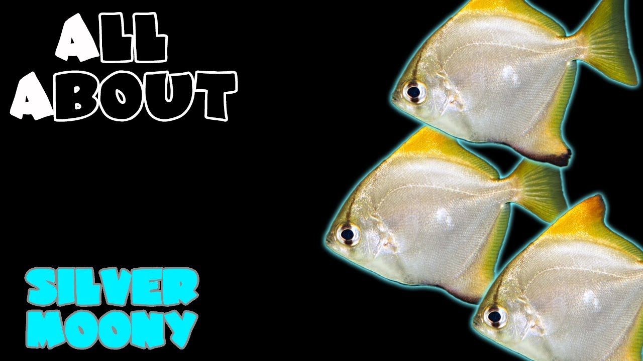 All About The Silver Moony or Mono Fish or Moon Fish