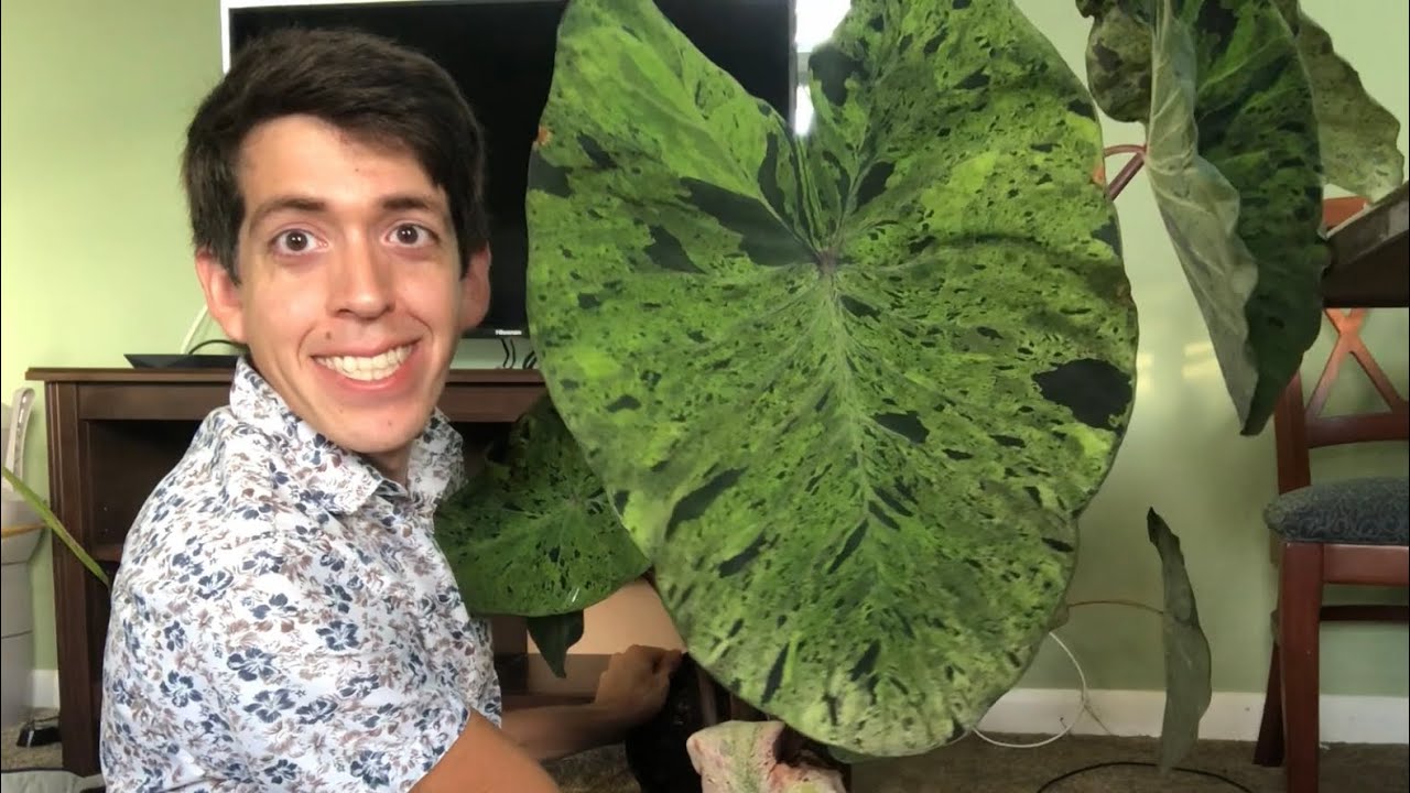 Colocasia ‘mojito’ esculenta from Sun Harbor Nursery!