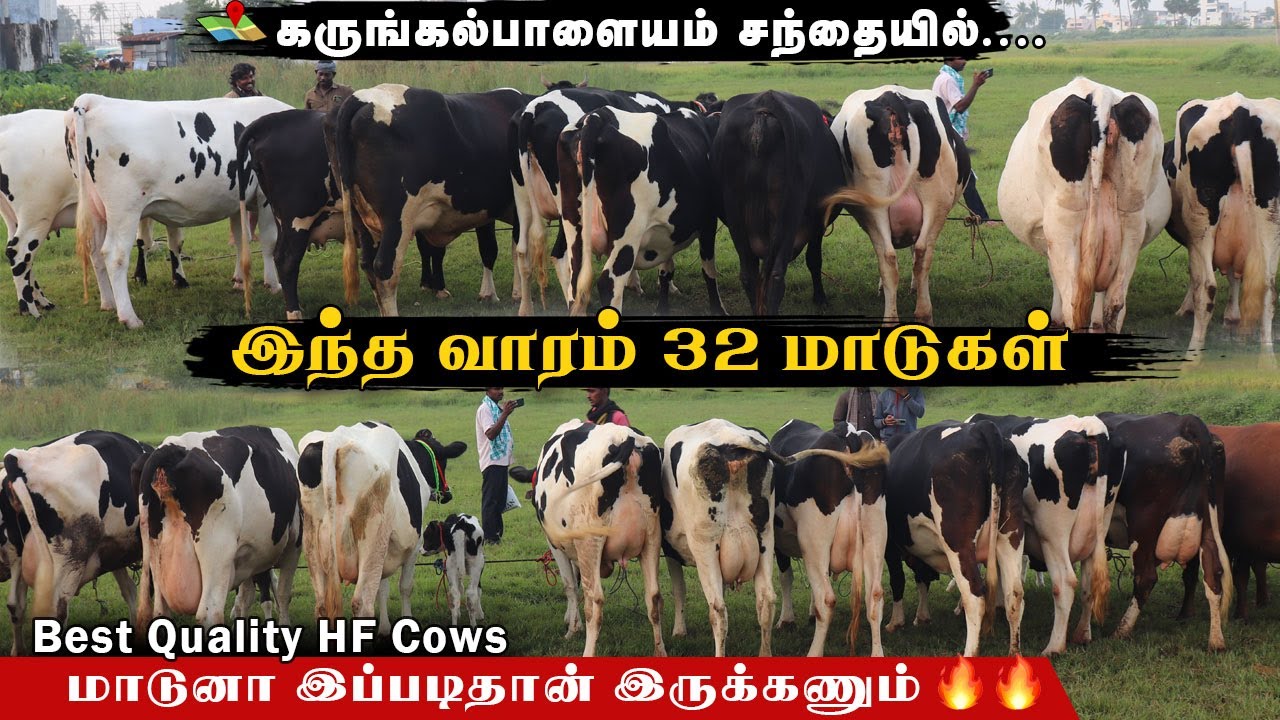 முதல் தர 32 HF மாடுகள் கருங்கல்பாளையம் சந்தையில் |கறவைக்கேற்ற தரமான மாடுகள் #karungalpalaiyamsandhai