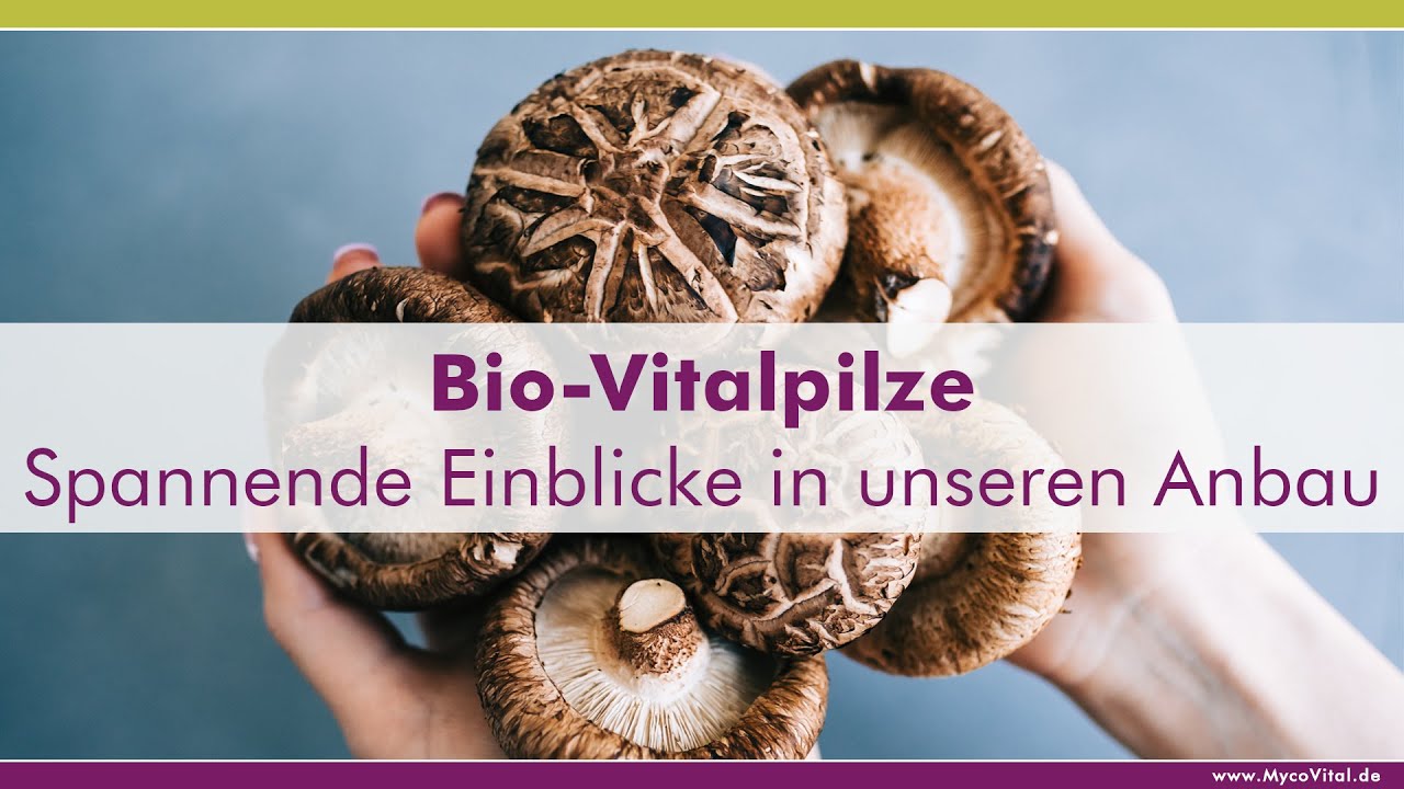 MycoVital Produktion von Bio-Vitalpilzen