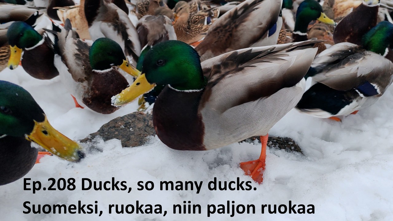 Ep 208 ducks, so many ducks. Suomeksi ruokaa, niin paljon ruokaa