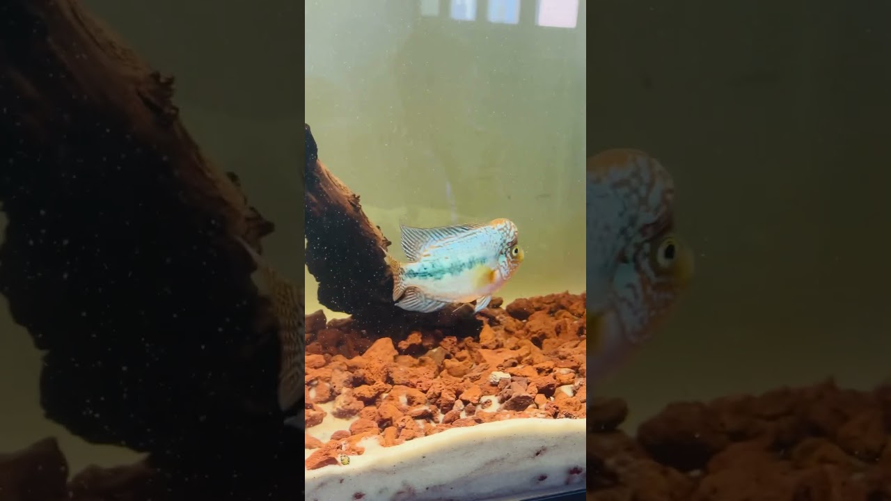King Kamfa Flowerhorn for sale&hellip;