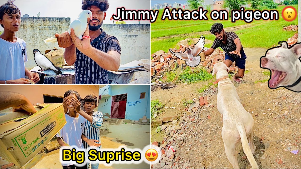 Golu ko diye Gift Main Kabutar 🕊️ || Jimmy Attack On my Pigeon 😤