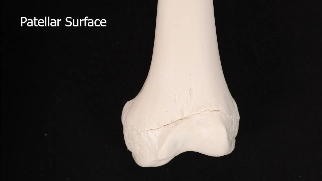 Femur Bone #skeletalsystem