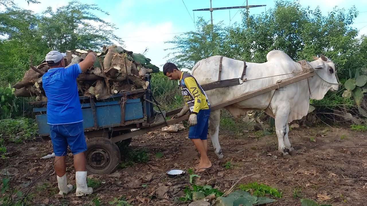 VEJA A LUTA DE SEU ANTÔNIO E NETO TIRANDO PALMA PARA ALIMENTAR SEU REBANHO EM QUEIMADAS-PB 