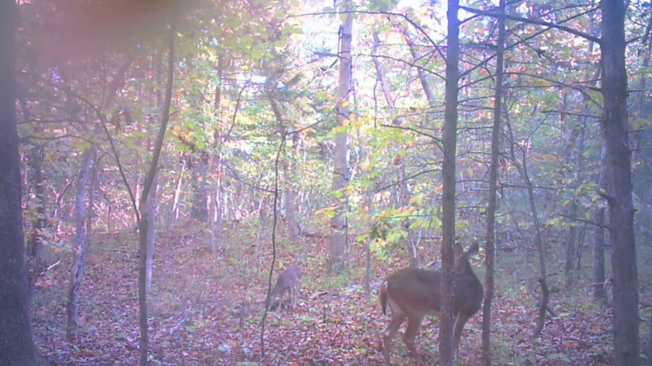Stealth Cam Hanger Stand Location   Full