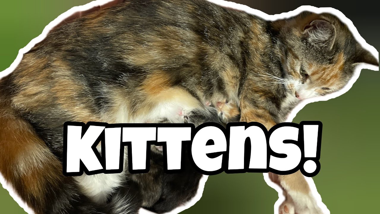 OUR BARN CAT HAD KITTENS! | First Weeks