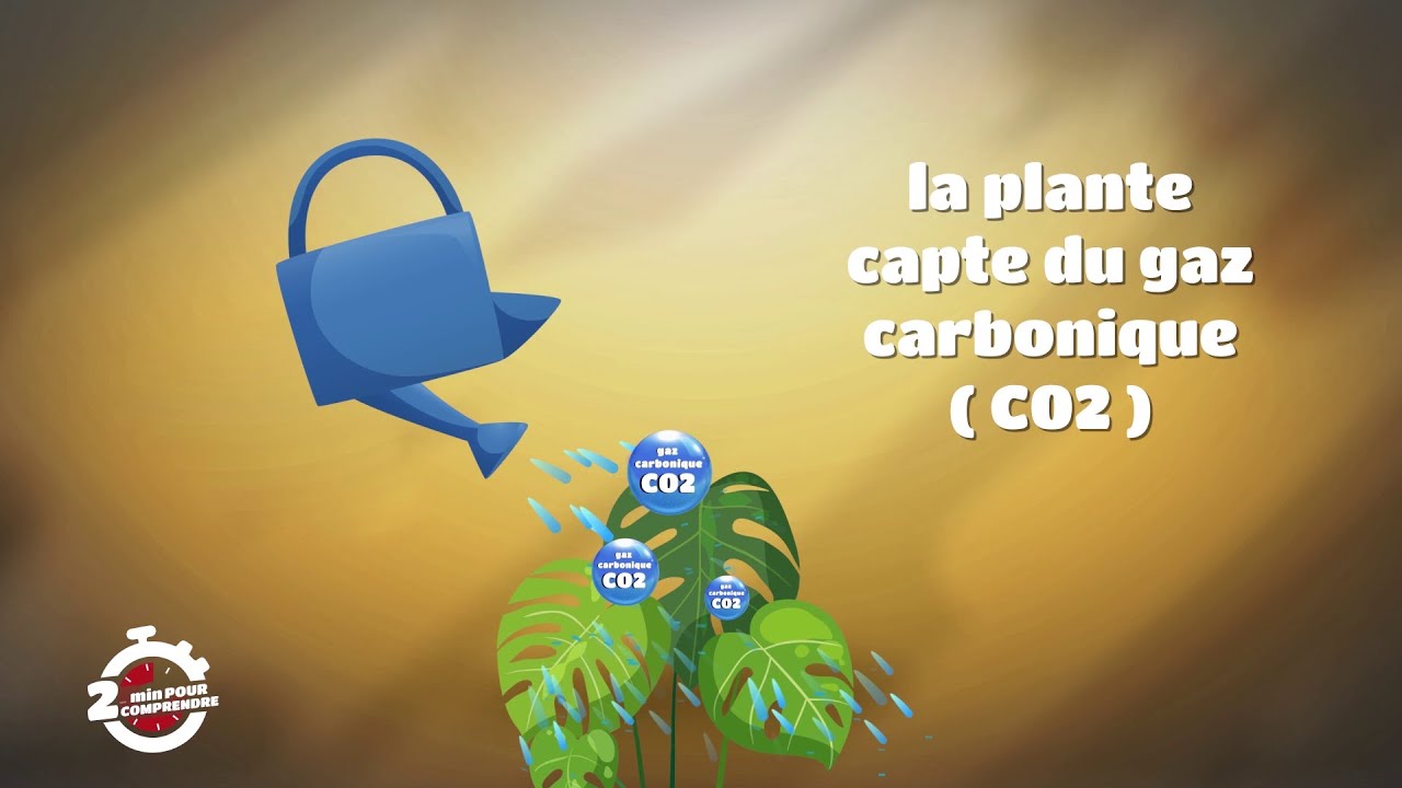 2mn pour comprendre Pourquoi les plantes ont -elles besoin d'eaux? du 07 Mai 2021
