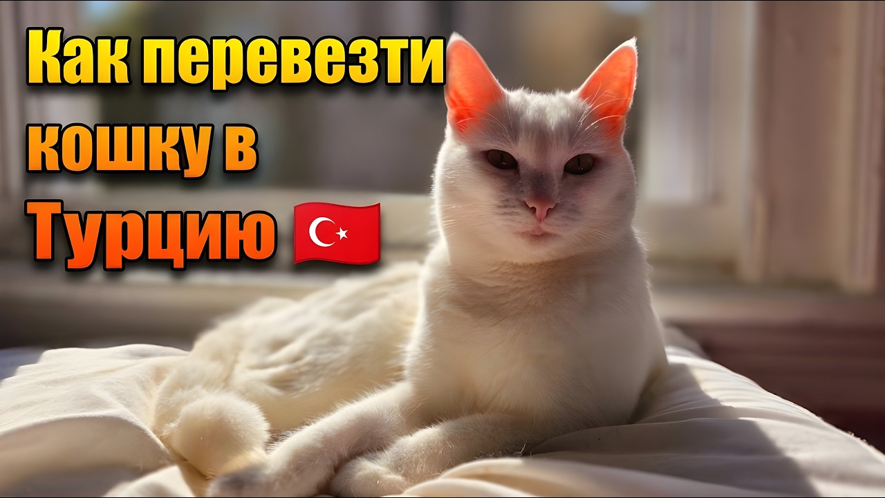 Как перевезти кошку в Турцию