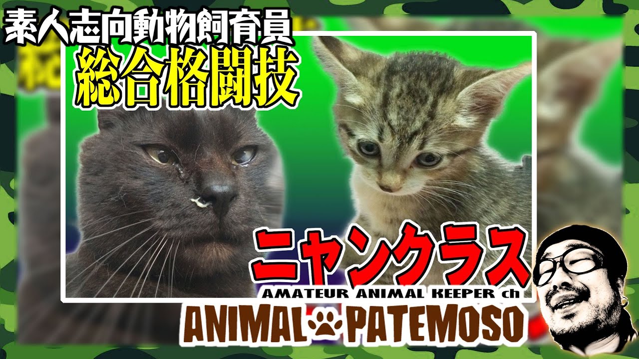 【猫動画】ニャンクラス タイトルマッチ!!Cat Fight!(2014) 【CAT VIDEO】