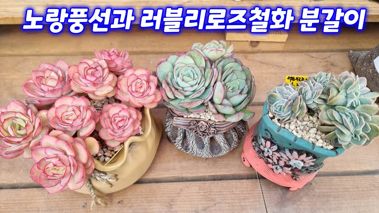 26.2.23 🌹노랑풍선과 러블리로즈철화 분갈이해요 🌹 #스피드다육 010-5248-5955 