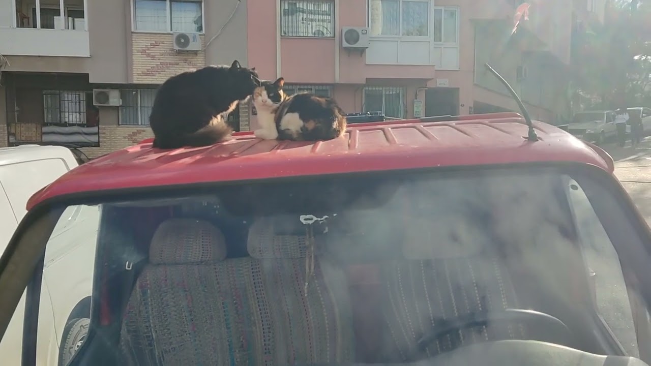 A Sweet Cat Love Moment on a Truck… Until I Showed Up 😅
