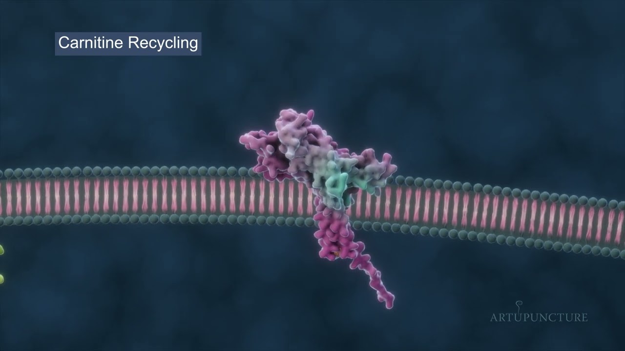 The Carnitine Shuttle System – Explained in Under 4 Minutes!