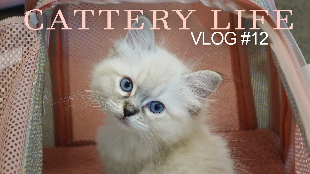 Kittens Go To the Vet For the First Time | CATTERY LIFE VLOG #12