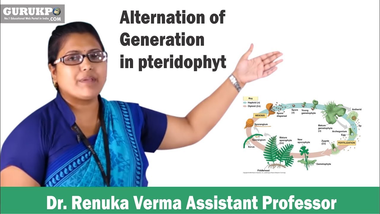Alternation of Generation in pteridophyte(B.Sc-III)