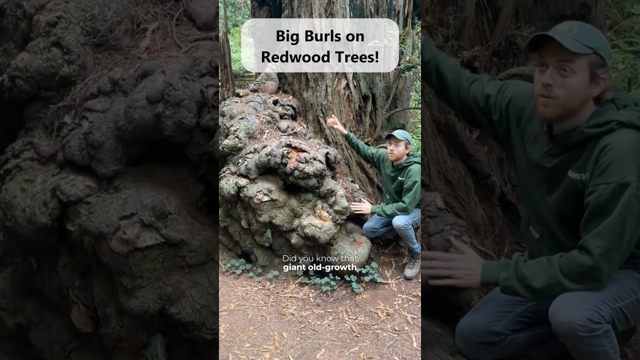 Big Burls can Save Ancient Redwood Trees! 