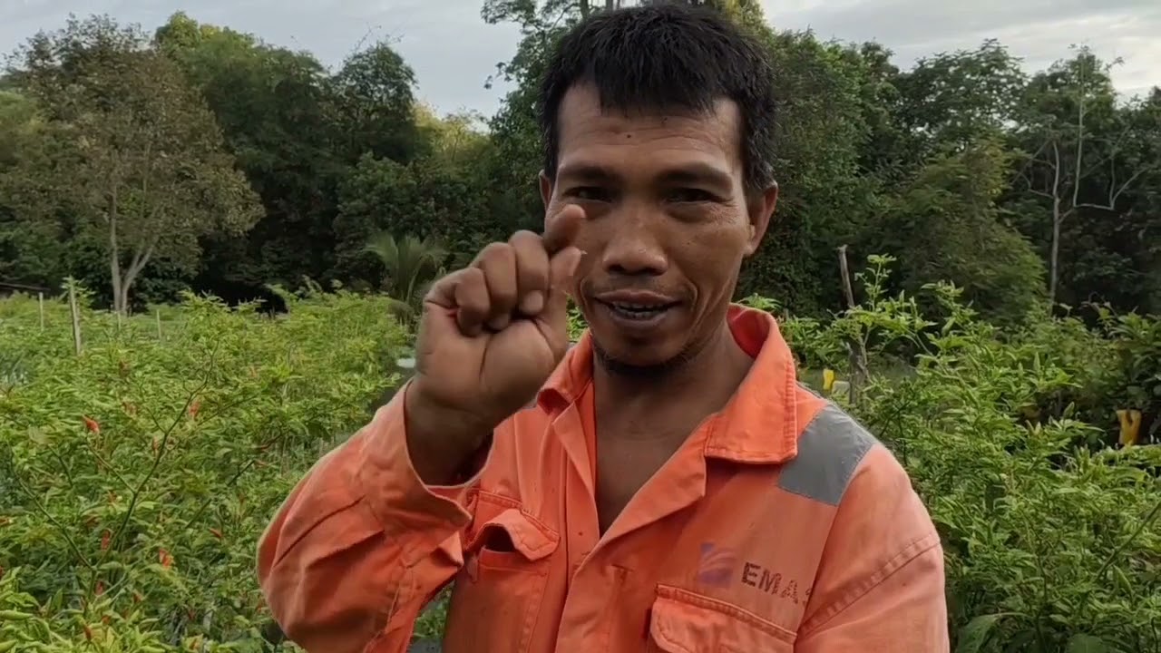 Kami Petik Cili Sebab Pekerja Cuti.. Petikan Cili Padi ke 2.1Tan.