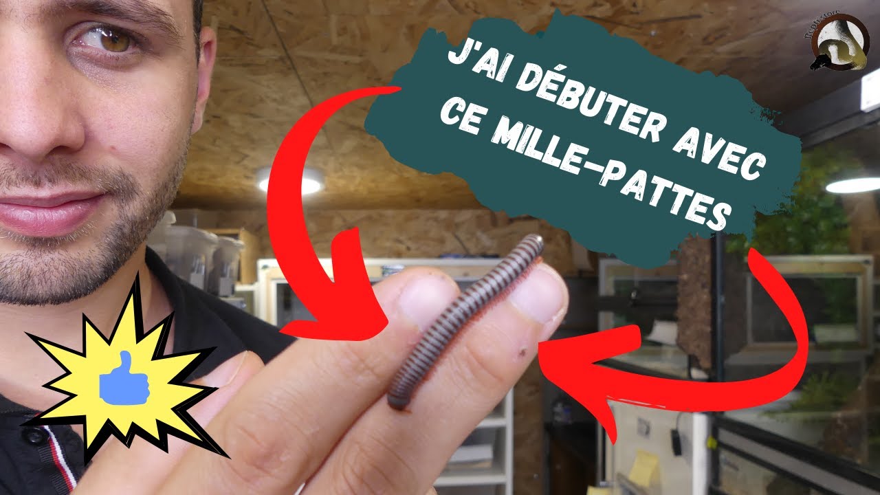 [ iule ] Présentation du TONKINBOLUS CAUDULANUS.