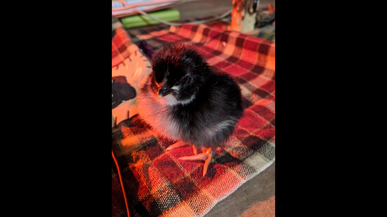 We have Chicks!! Black Jersey Giants Hatch