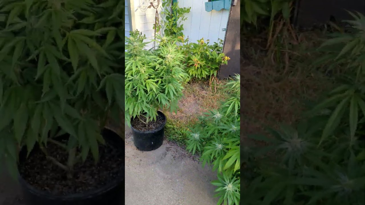 Craft Cannabis Outside in Minnesota!!!  @ThePolishBigfoot