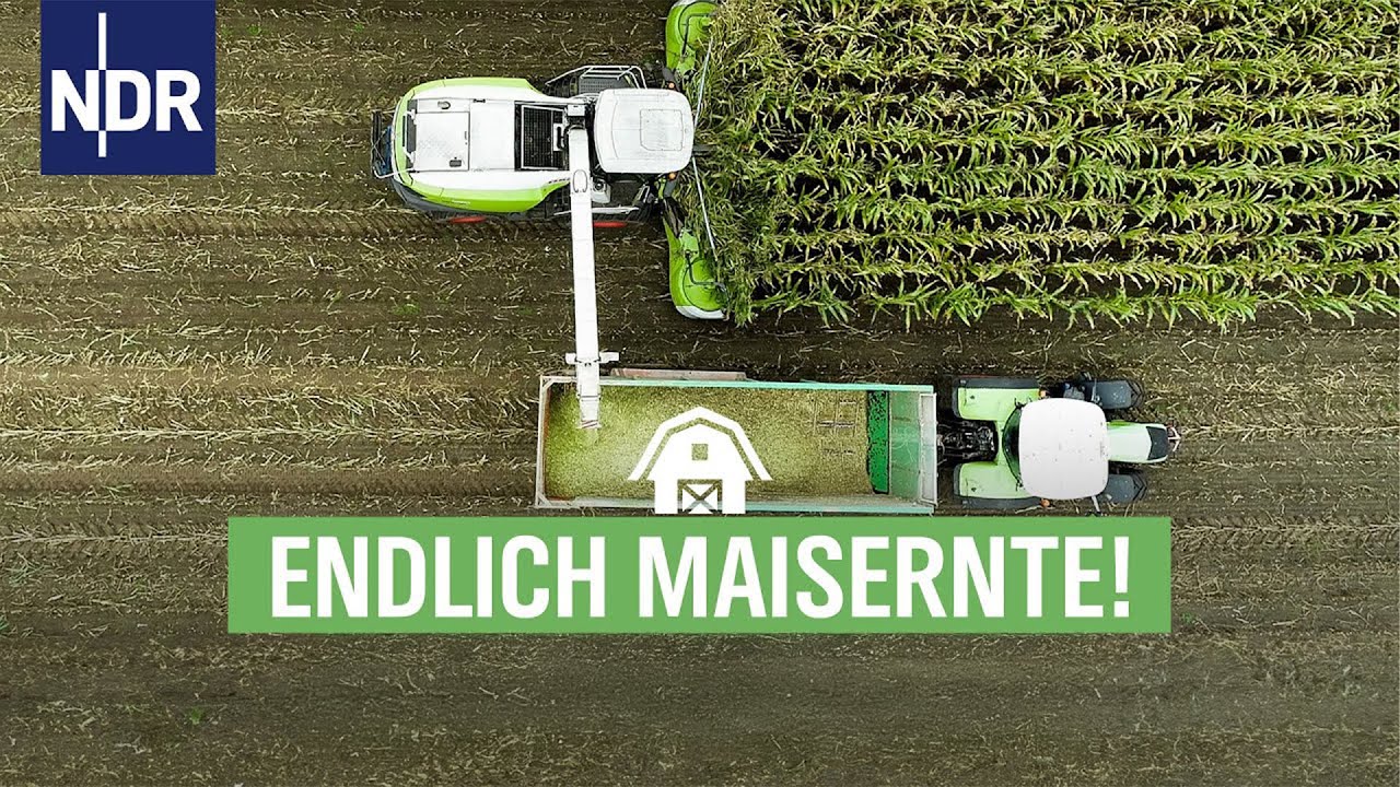 Frühling, Sommer, Mais