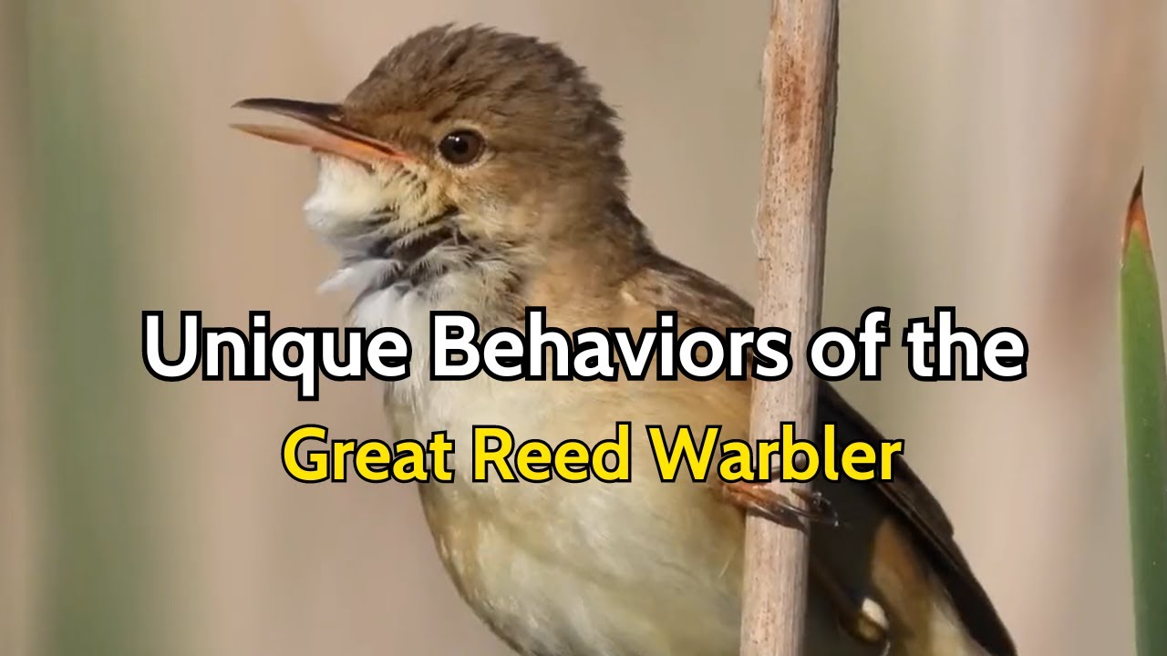 The Great Reed Warbler A Wetland Bird with Unique | Simple Moments of Birds
