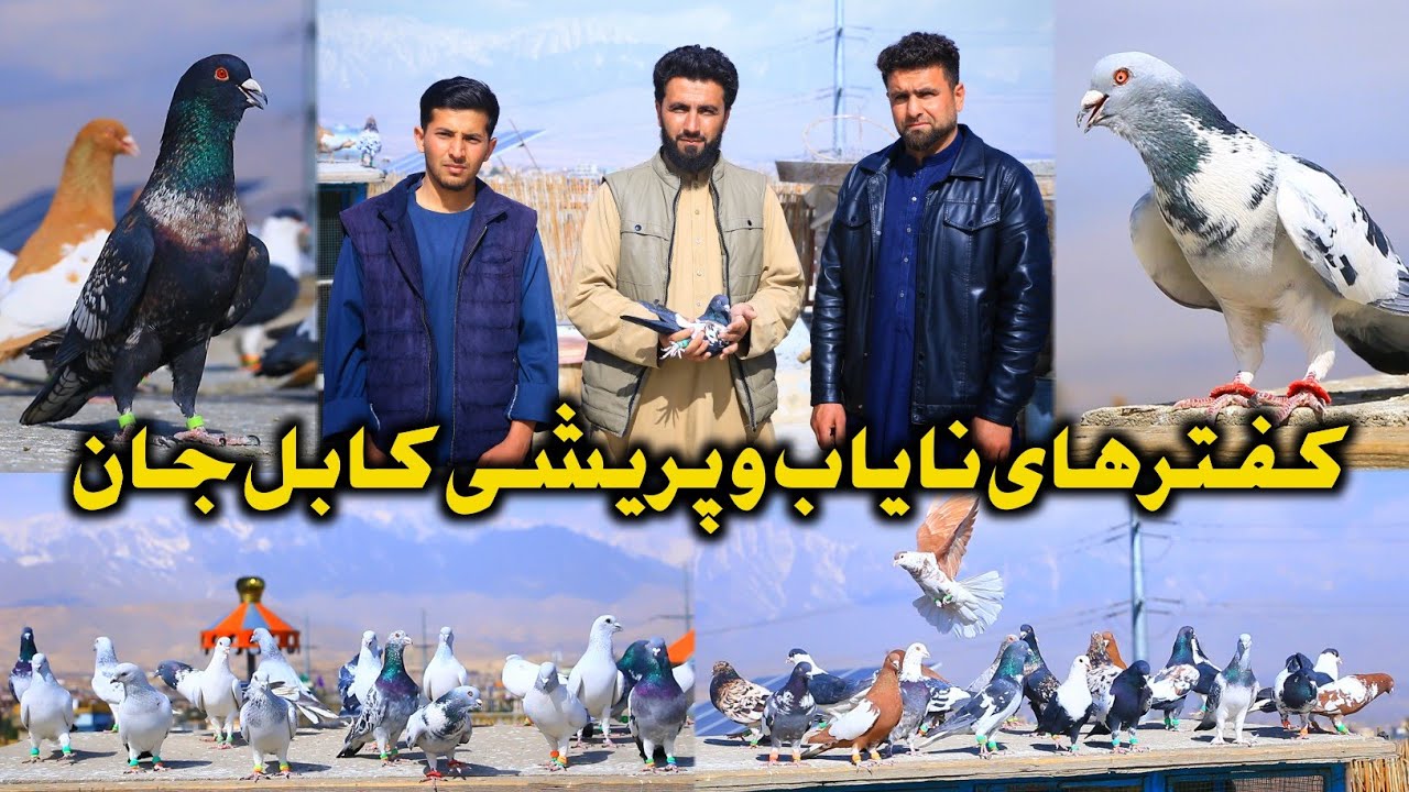 20 شکار خلیل جان در بام | آماده کردن خیل جدید، سره 1000 کفتر | Afghani Beautiful High-flying Pigeons