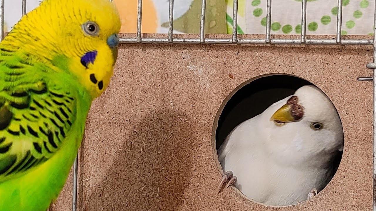 Cute Birds Live Stream | Calm & Cute Moments 🐦