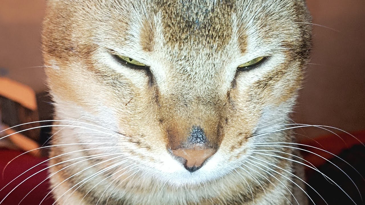 #anmals #cuteanimal #cute #cutecat #kitten #funnycat #cutepet #funnycat  #funnyanimal #funny 🥰🤣😆