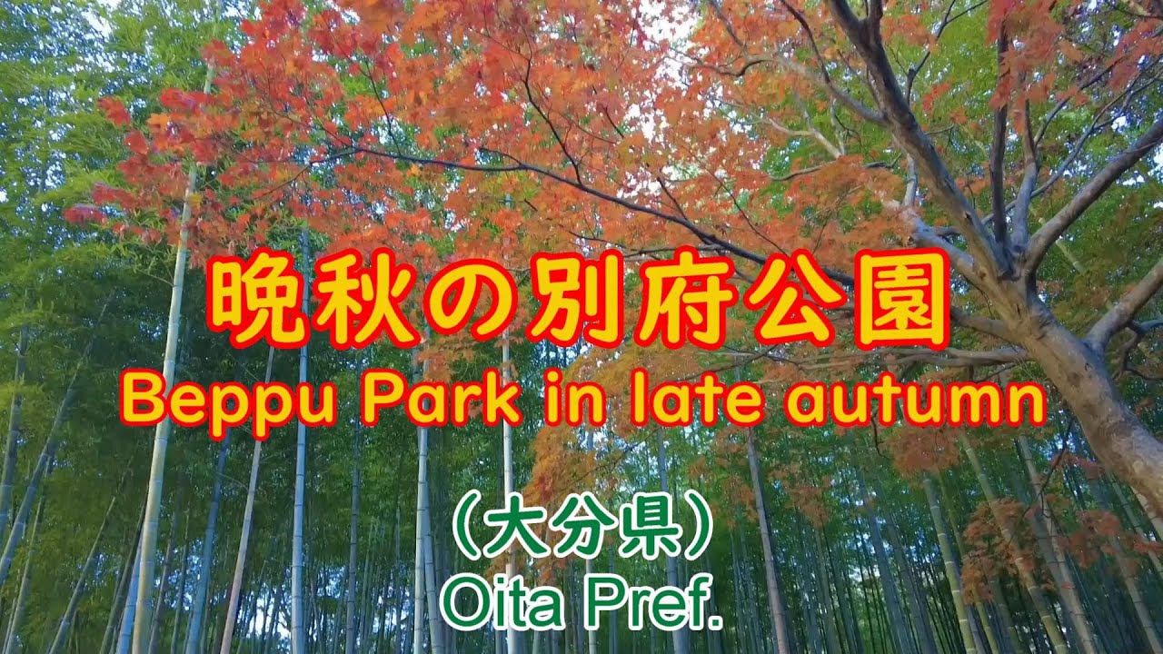 山茶花が咲き、竹林の美しい晩秋の別府公園（大分県） Beppu Park in late autumn (Oita Pref.)
