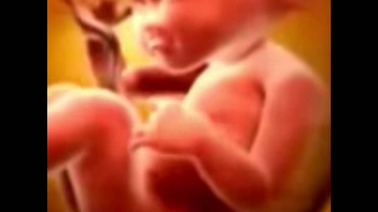 Fases da Vida Humana