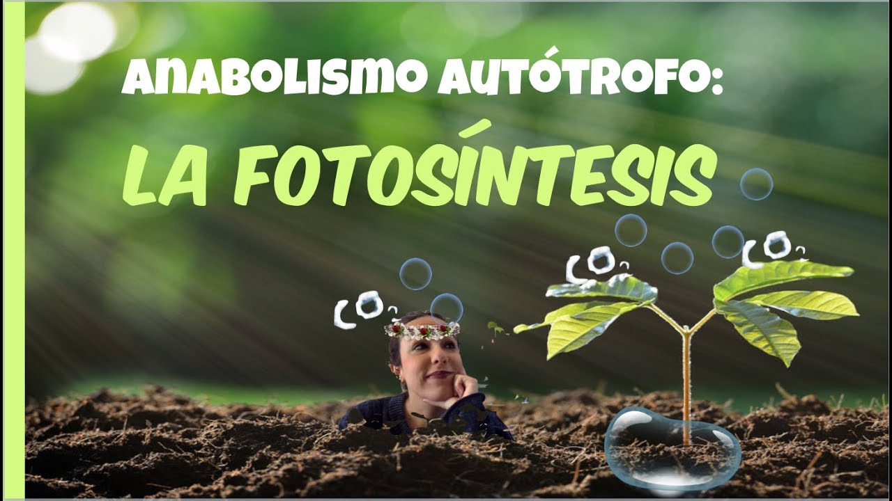 Anabolismo autótrofo: LA FOTOSÍNTESIS - 2º de Bachiller. Bio[ESO]sfera